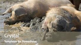  Presentation with pigs - Slide deck consisting of pigs in the mud background and a gray colored foreground