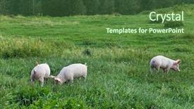 Presentation with pig farm - PPT layouts with pigs on a spring green background and a tawny brown colored foreground