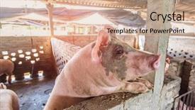  Presentation with pig farm - Presentation with pigs on the farm background and a coral colored foreground