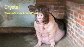  Presentation with pig - PPT theme having pigs on the farm background and a tawny brown colored foreground