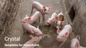  Presentation with pig - Amazing PPT layouts having pigs on the farm backdrop and a violet colored foreground