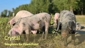  Presentation with pig farm - Beautiful presentation theme featuring pigs outdoor backdrop and a  colored foreground