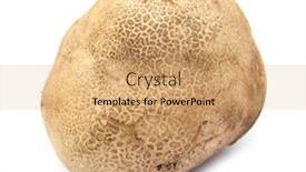  Presentation with poison - Presentation theme featuring pigskin-poison-puffball-common-earthball background and a coral colored foreground