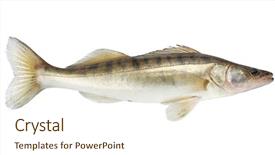  Presentation with fish river - PPT theme with pike fish isolated on white background and a cream colored foreground