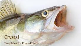  Presentation with sports fishing - Slide set consisting of pike-perch - sander lucioperca fishing background and a lemonade colored foreground