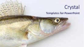  Presentation with fishing - PPT theme with pike-perch - sander lucioperca fishing background and a sky blue colored foreground