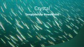  Presentation with fish - PPT theme with pilchards-fish-shoal-of-baitfish background and a ocean colored foreground
