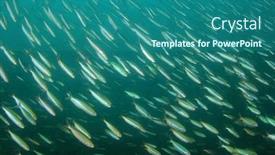  Presentation with fish - Colorful slide set enhanced with pilchards-fish-shoal-of-baitfish backdrop and a ocean colored foreground