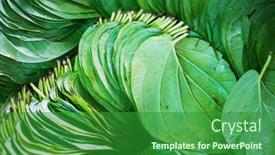  Presentation with nut - Slide deck featuring pile-of-betel-nut-leaves background and a forest green colored foreground