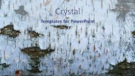  Presentation with birch bark - Theme having pile-of-birch-wood-close background and a lemonade colored foreground