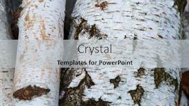  Presentation with birch bark - Colorful theme enhanced with pile-of-birch-wood-close backdrop and a light gray colored foreground