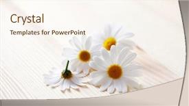  Presentation with treatment - Audience pleasing PPT theme consisting of pile of camomille flowers - beauty treatment backdrop and a cream colored foreground