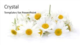  Presentation with alternative - Beautiful presentation theme featuring pile of camomille on white background - alternative medicine backdrop and a white colored foreground