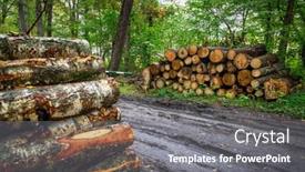  Presentation with cut - Presentation theme having pile-of-cut-birch-trees background and a  colored foreground