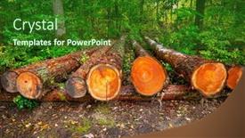  Presentation with pine trees - Presentation design enhanced with pile-of-cut-pine-trees background and a  colored foreground