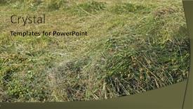  Presentation with wildflower field - Beautiful slides featuring pile-of-cut-wildflower backdrop and a yellow colored foreground