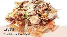  Presentation with dead leaves - Slide deck featuring pile of dead fall leaves background and a  colored foreground