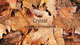  Presentation with dry - Audience pleasing slides consisting of pile-of-different-dry-leaves backdrop and a coral colored foreground