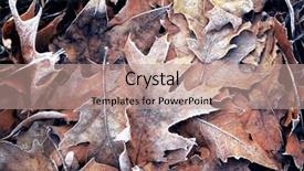  Presentation with dry - Beautiful presentation theme featuring pile-of-different-dry-leaves backdrop and a coral colored foreground