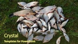  Presentation with good - Presentation enhanced with pile of fish on grass background and a tawny brown colored foreground