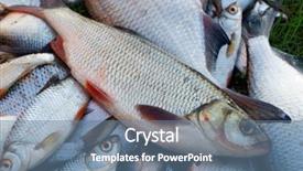  Presentation with aquaculture big cages for fish - PPT theme consisting of pile of fish on grass background and a seafoam green colored foreground