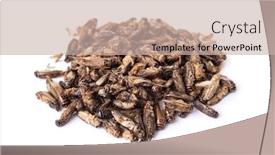  Presentation with onion - PPT layouts featuring pile of fried crickets seasoned background and a soft green colored foreground