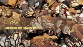  Presentation with seafood - Amazing PPT theme having pile-of-goose-barnacles backdrop and a tawny brown colored foreground