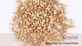  Presentation with rice grain - Presentation theme enhanced with pile-of-grain-brown-rice background and a coral colored foreground