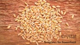 Presentation with wood grain - Audience pleasing presentation design consisting of pile of hard red winter wheat grain on a rustic barn wood backdrop and a coral colored foreground