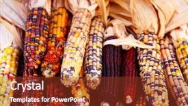  Presentation with corn cob - PPT theme consisting of pile of indian corn background and a tawny brown colored foreground