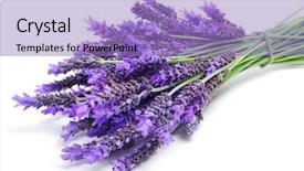  Presentation with lavender - Amazing presentation theme having pile of lavender flowers backdrop and a light blue colored foreground