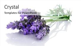  Presentation with lavender flowers - Audience pleasing PPT theme consisting of pile of lavender flowers backdrop and a white colored foreground