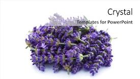  Presentation with lavender flowers - Beautiful PPT layouts featuring pile of lavender flowers backdrop and a white colored foreground