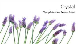  Presentation with lavender flowers - Beautiful slides featuring pile of lavender flowers backdrop and a white colored foreground