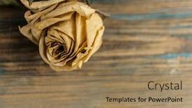  Presentation with border pink - Colorful presentation theme enhanced with pile-of-pink-dried-roses backdrop and a coral colored foreground