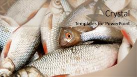  Presentation with fish - Colorful slide set enhanced with pile of roaches and other backdrop and a  colored foreground