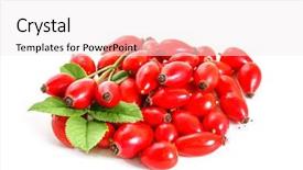  Presentation with white rose - Audience pleasing slide deck consisting of pile of rose hips isolated backdrop and a sky blue colored foreground