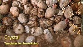  Presentation with composting - PPT layouts with pile of rotting potatoes waste background and a tawny brown colored foreground