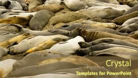 Presentation with elephant - Presentation theme having pile-of-sleeping-elephant-seals background and a tawny brown colored foreground