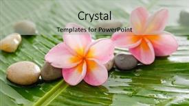  Presentation with banana stem tree and leaf - Beautiful theme featuring pile of stones on banana backdrop and a mint green colored foreground