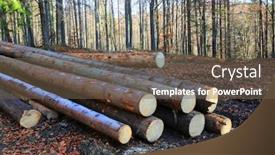  Presentation with deforestation - Colorful PPT theme enhanced with pile-of-wooden-logs-lie backdrop and a tawny brown colored foreground