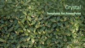  Presentation with aluminium - Audience pleasing theme consisting of pilea-cadierei-plant-aluminium-plant backdrop and a tawny brown colored foreground
