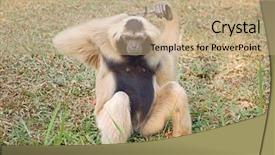  Presentation with gibbon - Colorful presentation design enhanced with pileated gibbon from thailand sitting backdrop and a  colored foreground