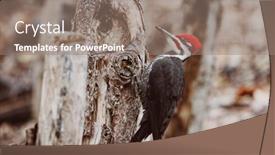  Presentation with america canada - Presentation design having pileated-male-woodpecker-perched background and a gray colored foreground
