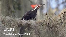  Presentation with wetlands - Presentation theme with pileated woodpecker in florida wetlands background and a  colored foreground
