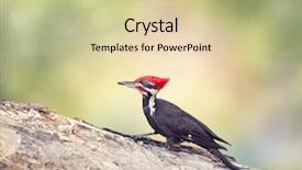  Presentation with florida - PPT theme featuring pileated woodpecker male background and a soft green colored foreground