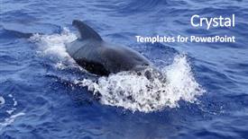  Presentation with whale - Colorful slide set enhanced with pilot whale free in open backdrop and a teal colored foreground