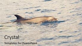  Presentation with whale - Presentation design enhanced with pilot whale in the ocean background and a soft green colored foreground
