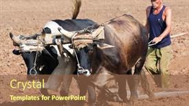  Presentation with plowing - Theme consisting of pinar-del-rio-cuba-october background and a tawny brown colored foreground