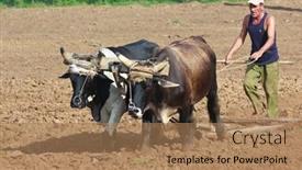  Presentation with plowing - Cool new presentation with pinar-del-rio-cuba-october backdrop and a coral colored foreground